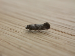 Swammerdamia pyrella