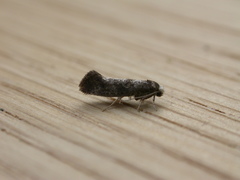 Swammerdamia pyrella