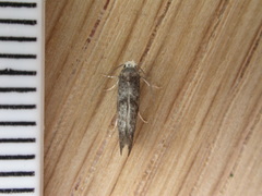 Swammerdamia pyrella