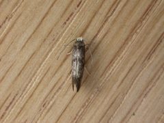 Swammerdamia pyrella
