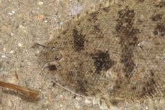 Blackcheek Tonguefish photo 4