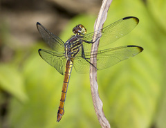 Orthemis sulphurata