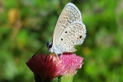 Hemiargus hanno hanno