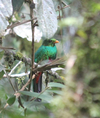 Pharomachrus auriceps