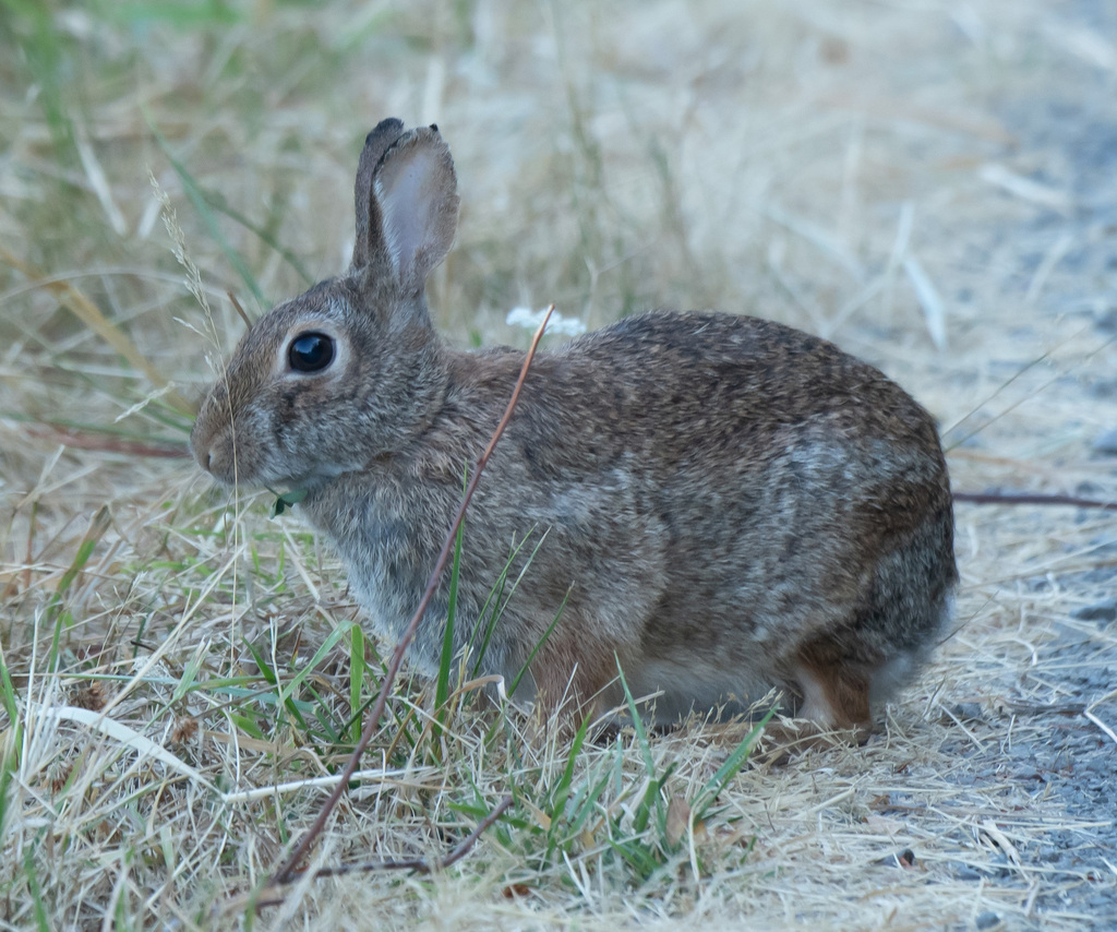 Brush Rabbit from 28908 NW Main Ave- Carty Unit & 1071 S Hillhurst Rd ...