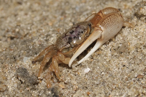 Atlantic Sand Fiddler Crab, photo 3 of 9