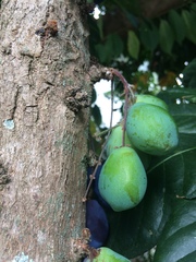 Davidsonia jerseyana