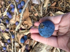 Davidsonia jerseyana