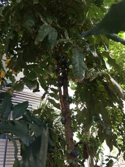 Davidsonia jerseyana