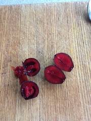 Davidsonia jerseyana