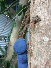 Davidsonia jerseyana