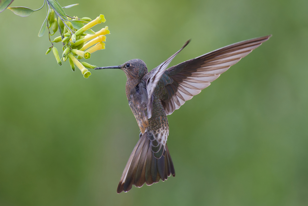 Giant Hummingbird