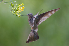 Giant Hummingbird photo 1