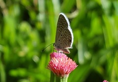 Hemiargus hanno hanno