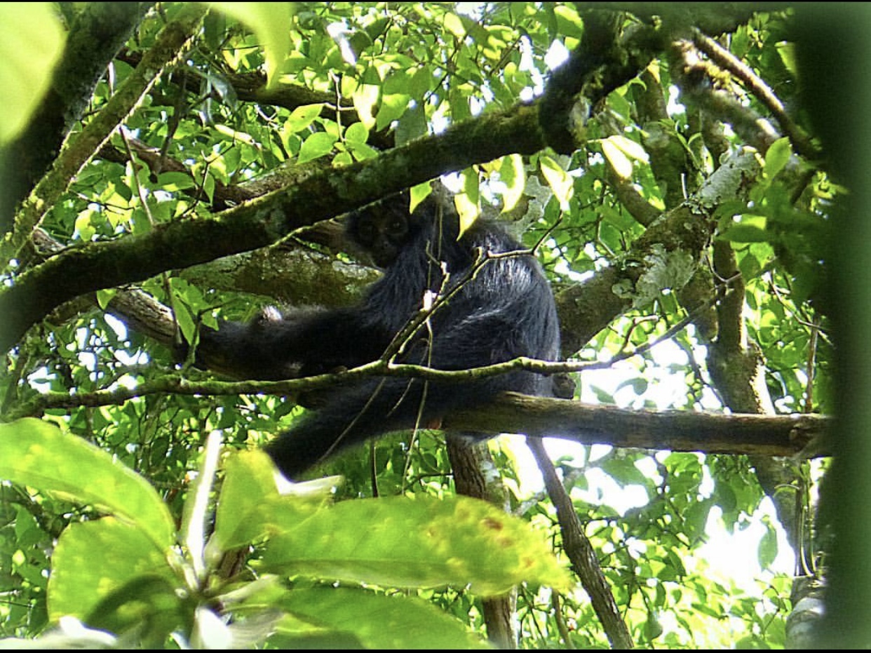 colombian black spider monkey
