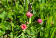 Hemiargus hanno hanno