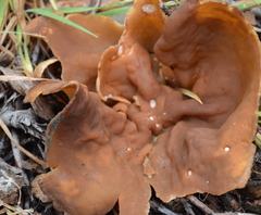Gyromitra perlata
