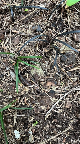 Ophiopogon planiscapus