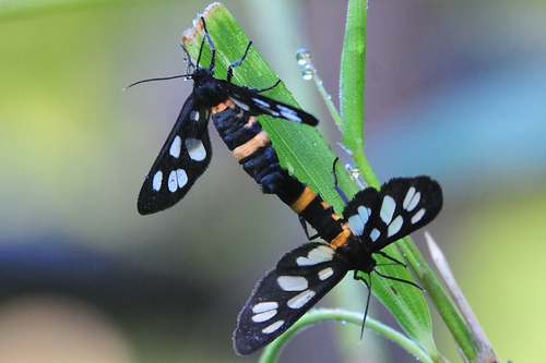 Amata fortunei De L'Orza, 1869