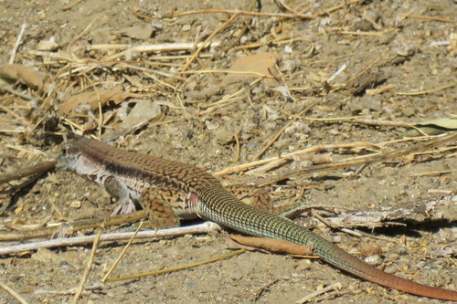 Sack's Giant Whiptail Lizard
