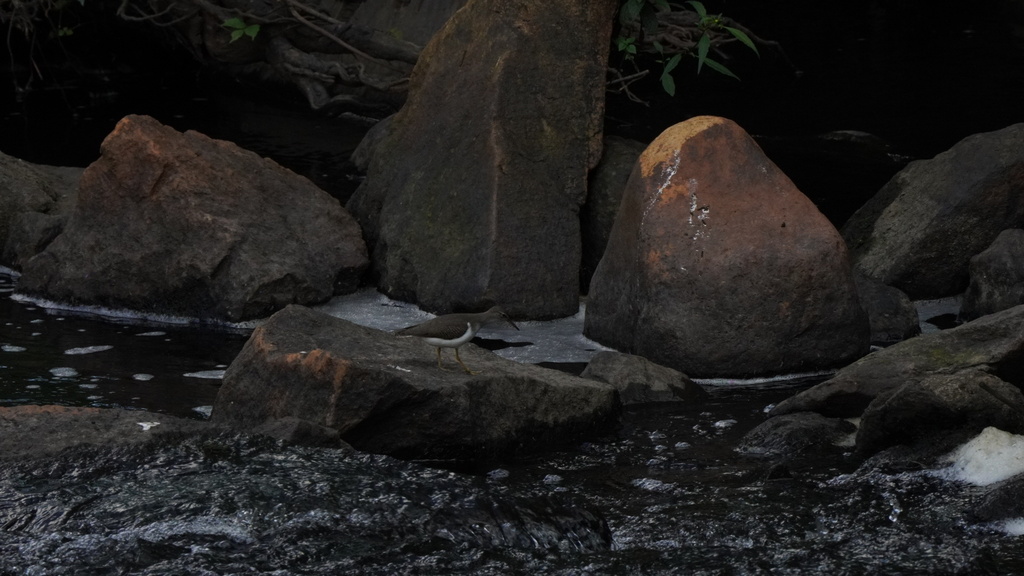 Spotted Sandpiper from Lyman Mill Pond, North Providence, RI, US on