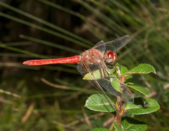 Sympetrum gilvum