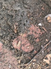 Chilopoda