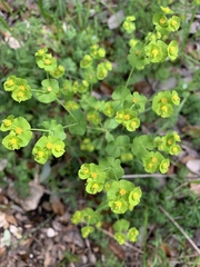 Euphorbia roemeriana