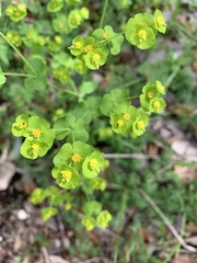 Euphorbia roemeriana