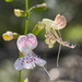 Dicerandra modesta - Photo (c) Alex Abair,  זכויות יוצרים חלקיות (CC BY-NC), הועלה על ידי Alex Abair