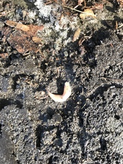 Gastropoda