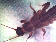 Zapada