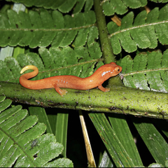 Chiriqui Fire Salamander photo 1