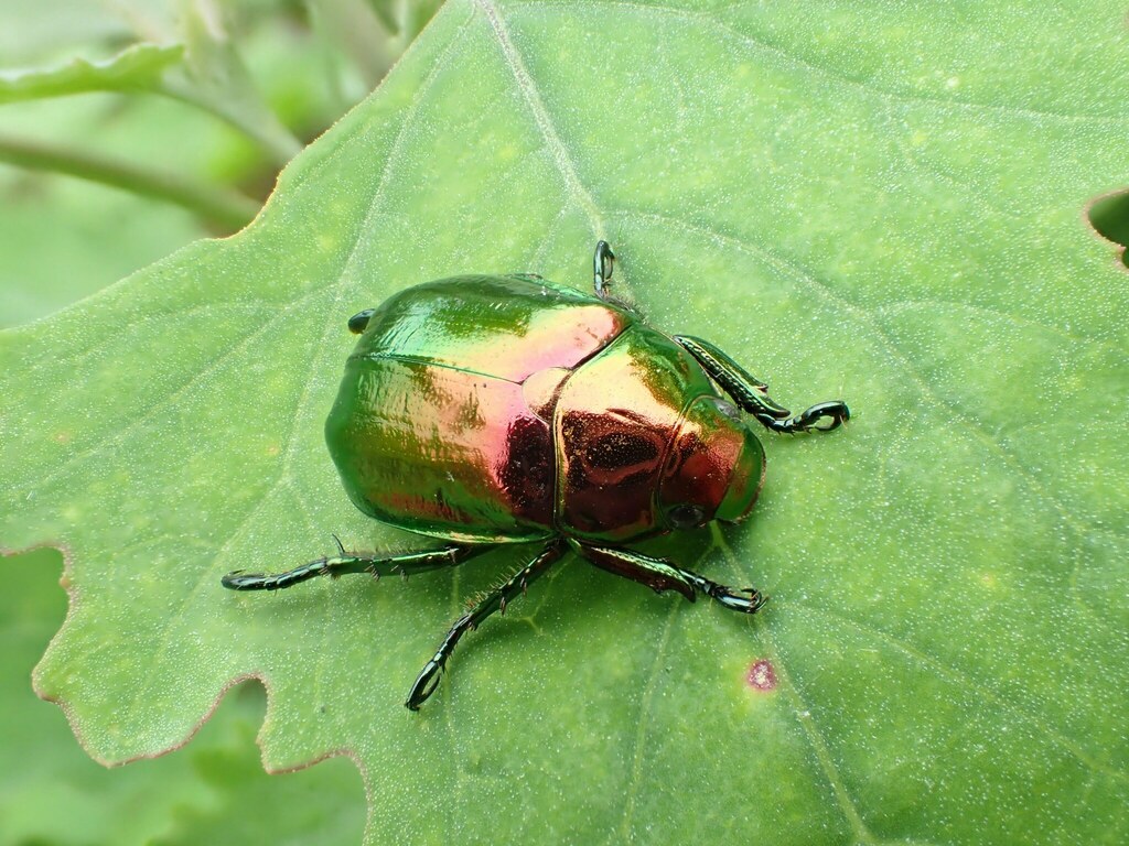 Japanese Fruit Beetle in June 2021 by renshuchu · iNaturalist