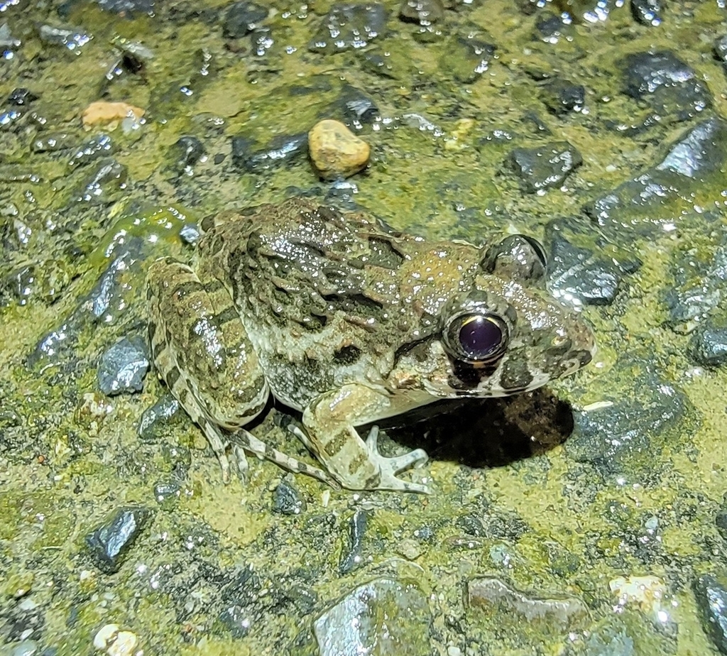 Japanese Rice Frog Rice field frog from Daisen, JP-TT, JP on August 26, 2023 at 07:51 PM ...