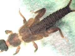 Zapada