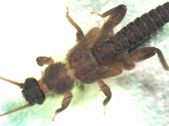 Zapada