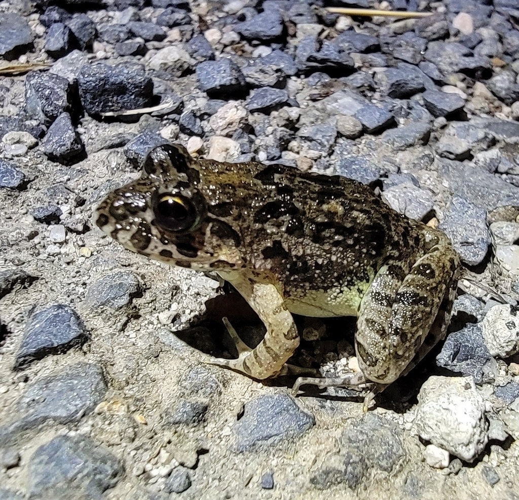 rice-field-frog-from-daisen-jp-tt-jp-on-august-26-2023-at-07-52-pm