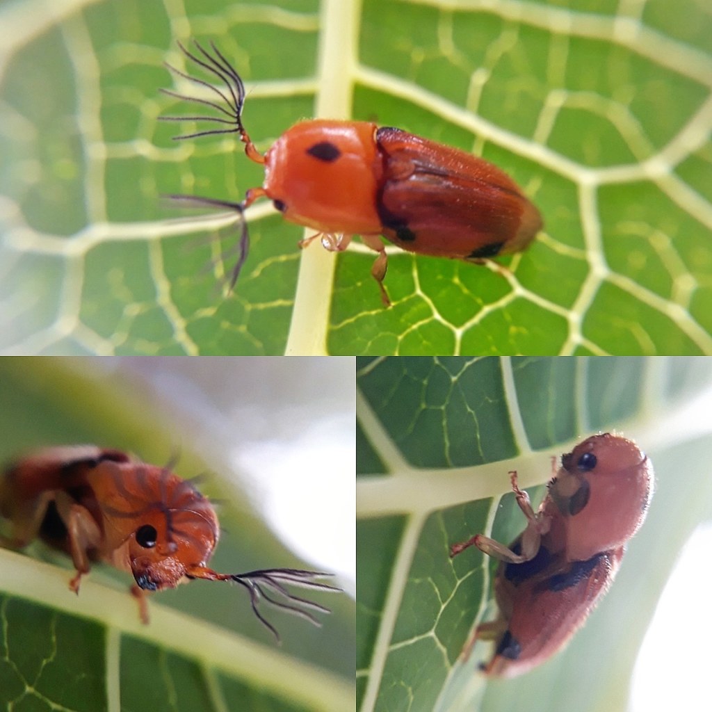 Pterotarsus