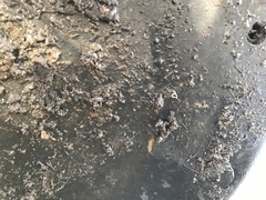 Chilopoda