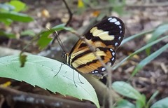 Hypothyris ninonia daeta