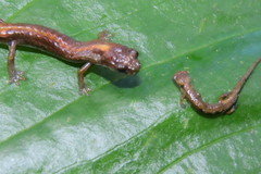 Dendrotriton sanctibarbarus