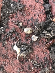 Chilopoda