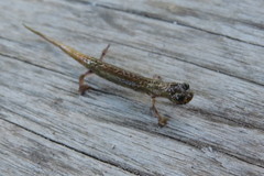 Dendrotriton sanctibarbarus