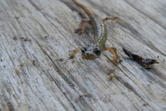 Dendrotriton sanctibarbarus