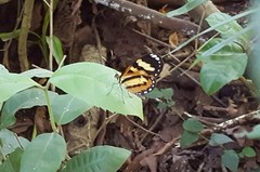 Hypothyris ninonia daeta