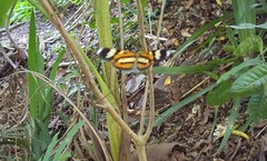 Hypothyris ninonia daeta