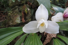 Lycaste virginalis