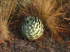 Agave parryi truncata