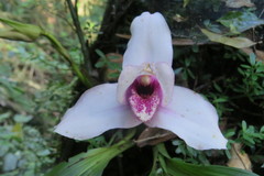 Lycaste virginalis